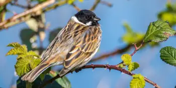 Поддержим птиц